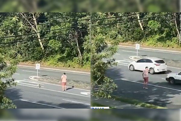 Heroico Hombre Arriesga Su Vida Para Ayudar A Un Koala A Cruzar Una