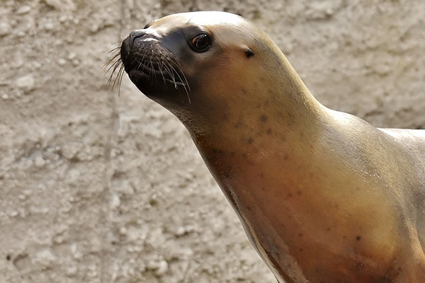 Este león marino bebé te enseñará a cruzar la calle