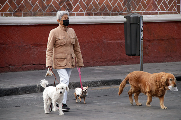 es contra la ley pasear a un perro sin correa